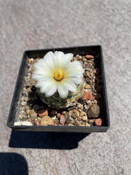 Strombocactus disciformis